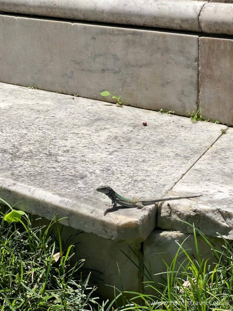 A small lizard, in Sorrento, Italy, sits on the edge of a stone ledge surrounded by grass.