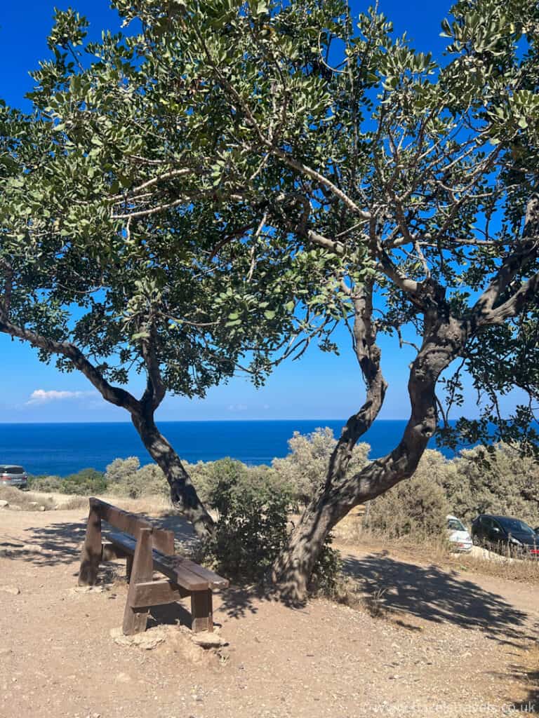 A wooden bench sits under a leafy tree on a dirt patch, overlooking the sea and coastline on a sunny day