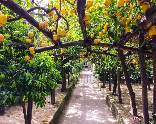 Lemon grove in Sorrento Italy, lemons overhead with gate in the centre