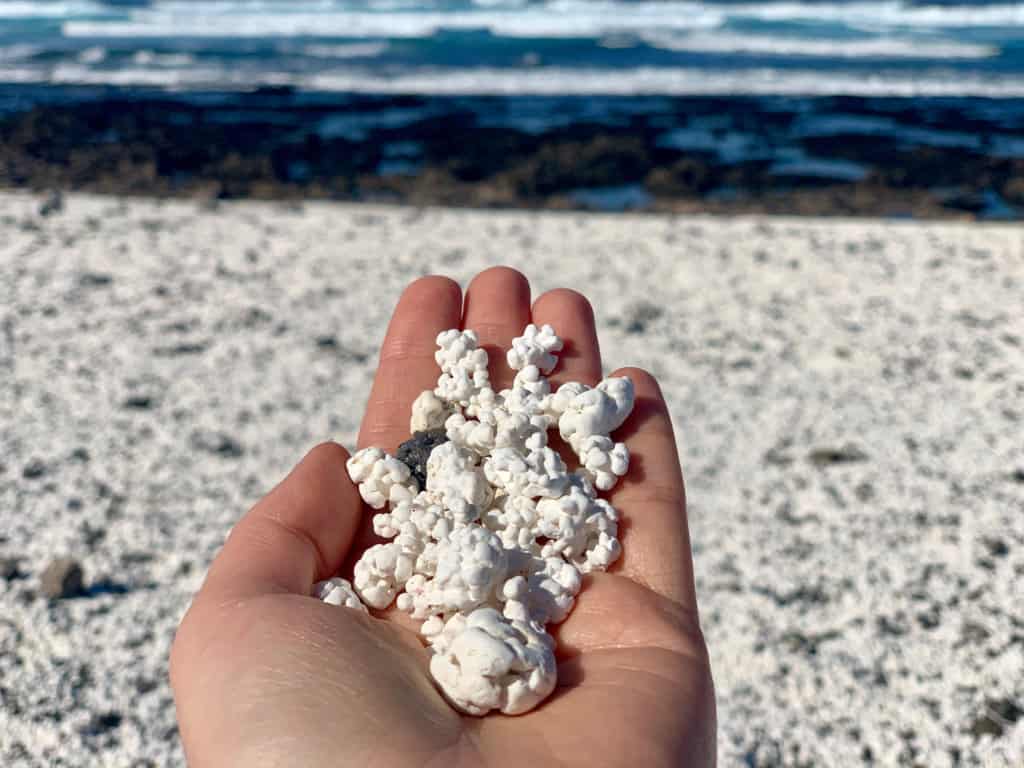 A hand holds pieces of white coral in front of a beach covered with similar white coral fragments, with waves visible in the background.