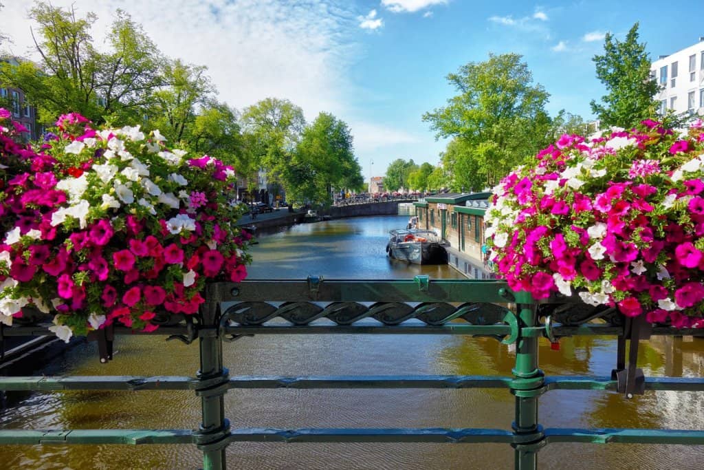 View of Amsterdam canel from a bridge, two platers containing pink and white flowers framing a green boat on the canal. Bue sky with green trees along the canalside.