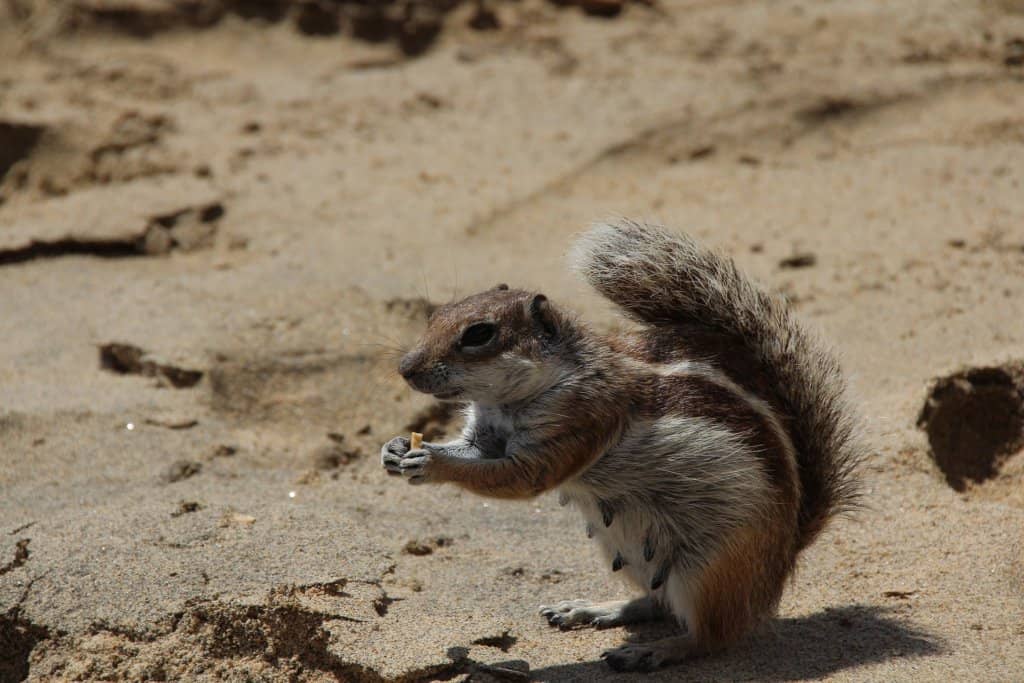 Sandy background with a rsmall brown chipmunk in side profile, eating a snack.