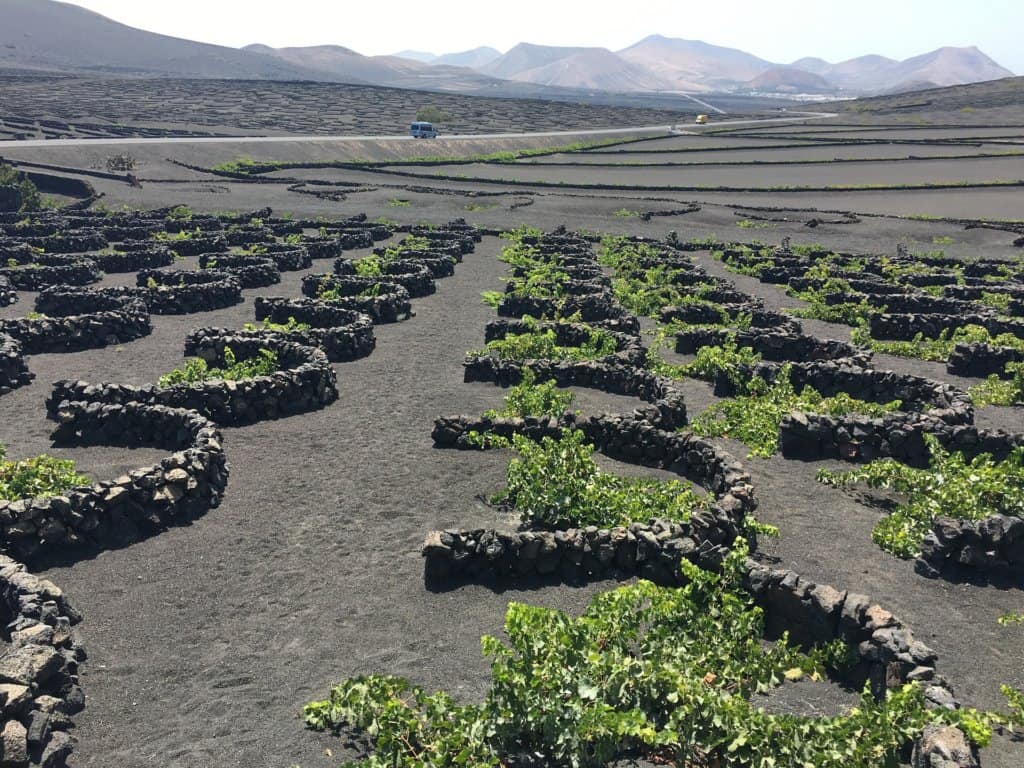 A dark grey volcanic landscape, with rows of black stone arcs growing green vines inside each arc