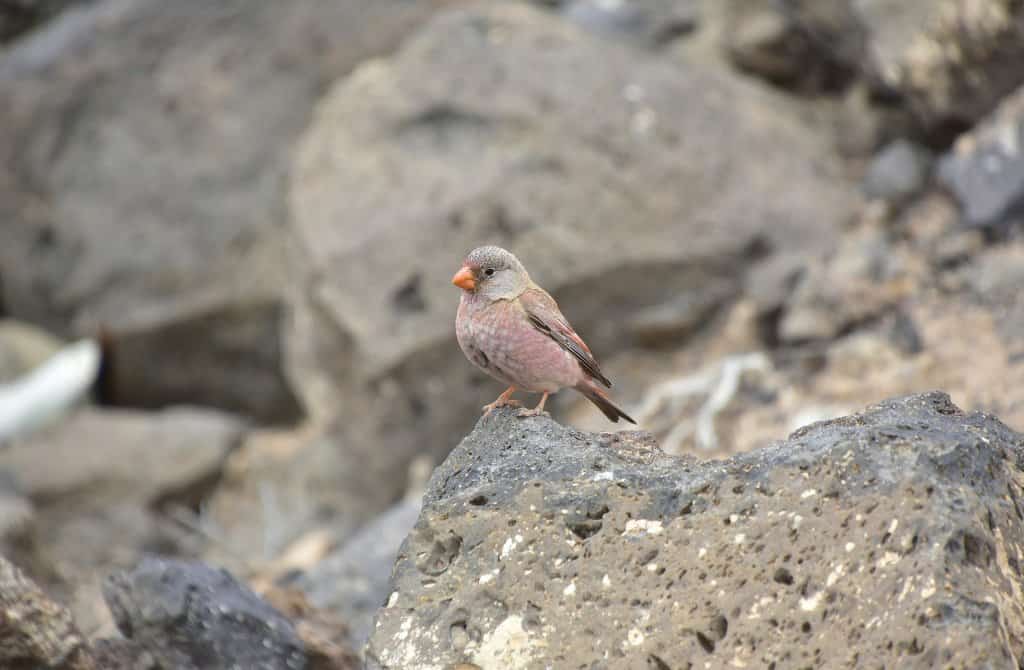 Close up image of a pinky brown coloured small Pipit sea bird on a stone beach