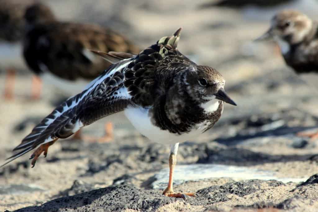 Close up image of a brown and white Ruddy Turnstone sea bird on a stone beach, standing on one leg