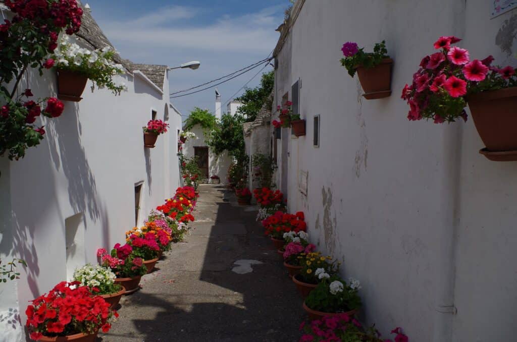 The narrow alleyway in Alberobello is lined with white walls and colorful flower pots, showcasing red, pink, and white blossoms beneath a clear blue sky.