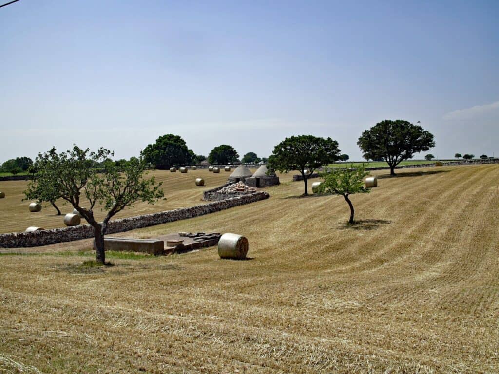 A rural landscape in the Itria Valley features hay bales scattered across a harvested field, surrounded by stone walls and a few trees, with rustic conical structures under a clear blue sky.