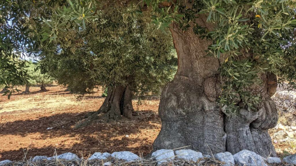 In a sunlit, rocky landscape near Alberobello, ancient olive trees with thick trunks and dense foliage stand majestically.