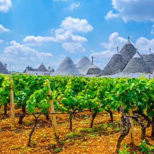 Vineyard with lush green vines in the foreground, distinctive stone trulli buildings of Alberobello with conical roofs in the background, all under a Puglia blue sky sprinkled with fluffy clouds.