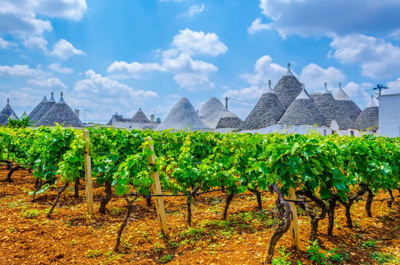 a field of vines in front of a trulli buildings in Puglia.