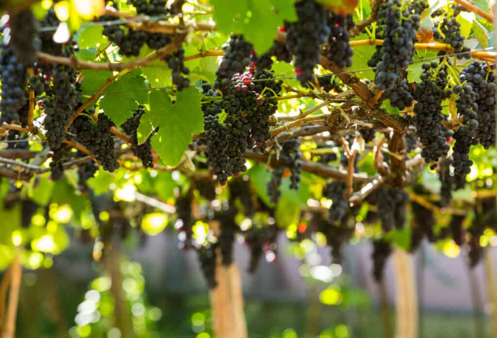 A bunch of grapes hanging from a vine in Madeira Island.