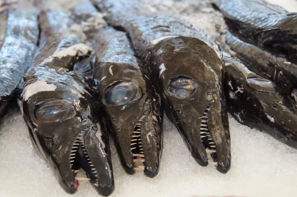 Five large fish with sharp teeth and smooth dark skin are laid out on ice.