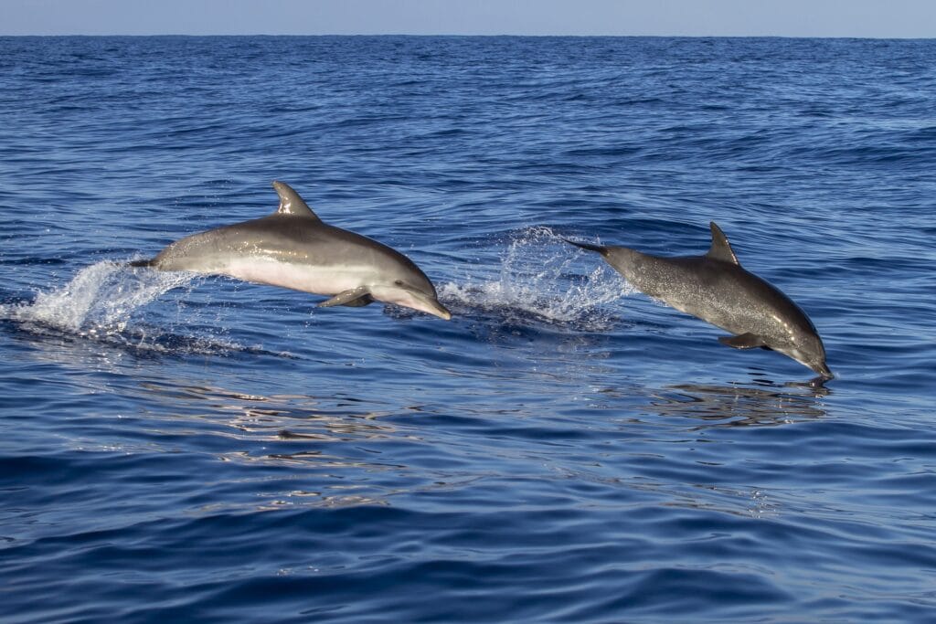 Two dolphins leaping out of the water in the ocean against a clear sky.