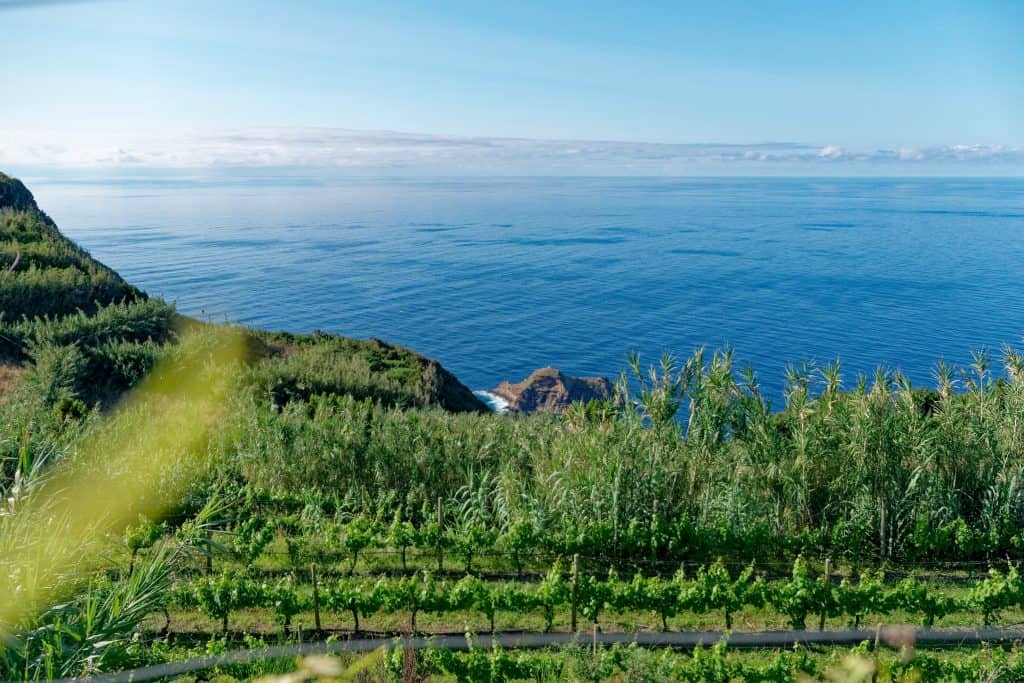 Coastal view overlooking the blue ocean with green vegetation in the foreground under a clear sky. Vineyards in Porto Moniz.