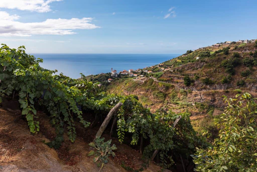 Vineyard terraces descend towards a coastal village overlooking the sea.