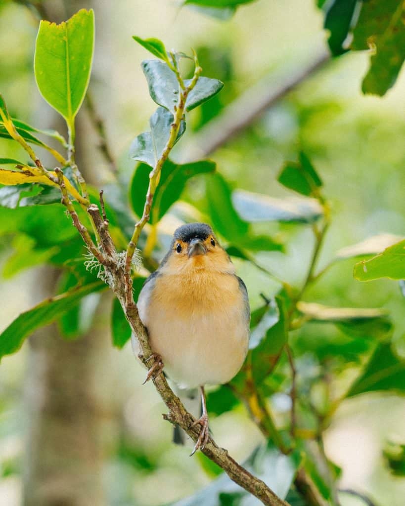 A small bird with orange plumage sitting on a branch surrounded by green leaves.