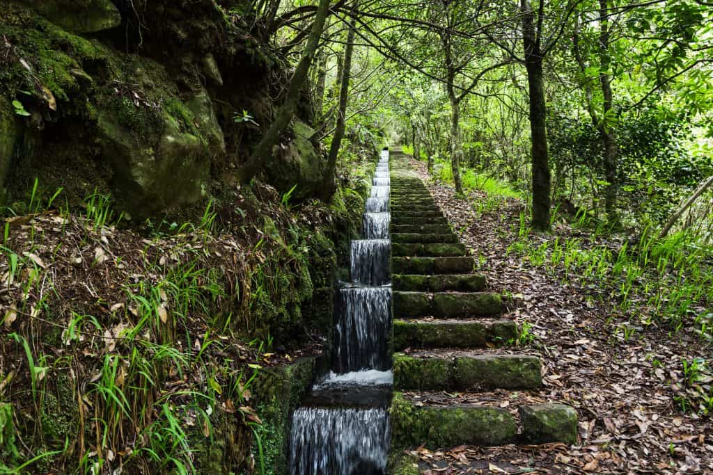 A stone stairway running parallel to a cascading stream in a lush green forest.