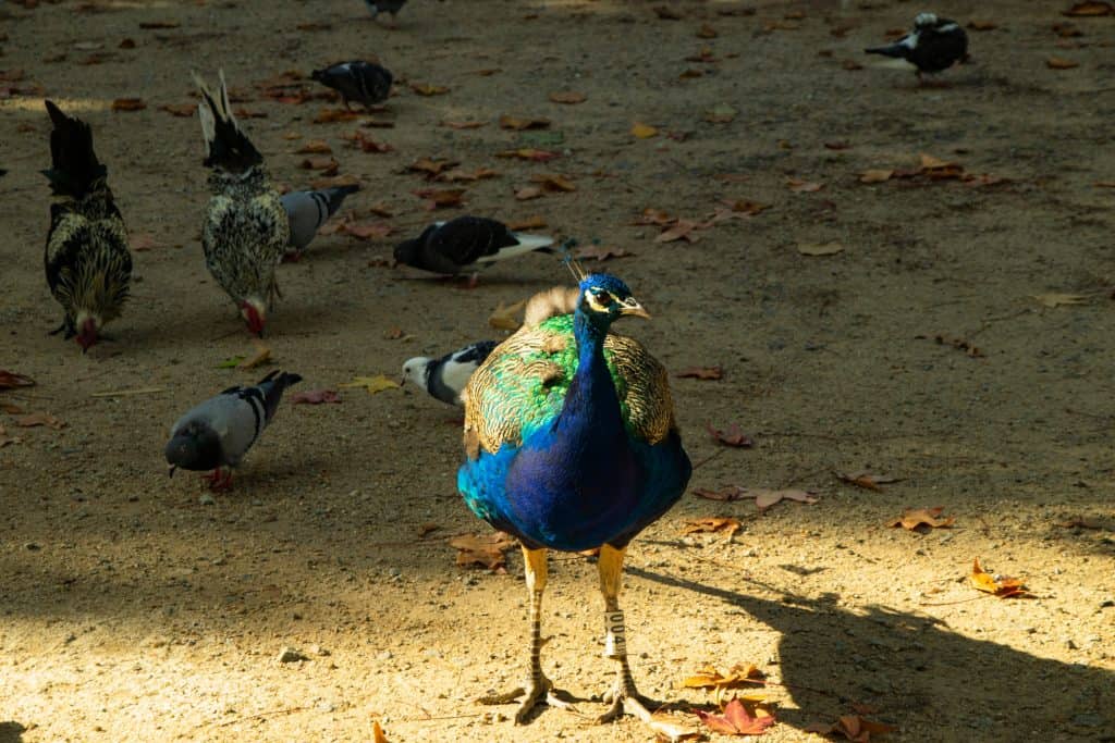 A vibrant peacock with blue and green plumage stands in sunlight surrounded by pigeons on a sandy ground covered with leaves.
