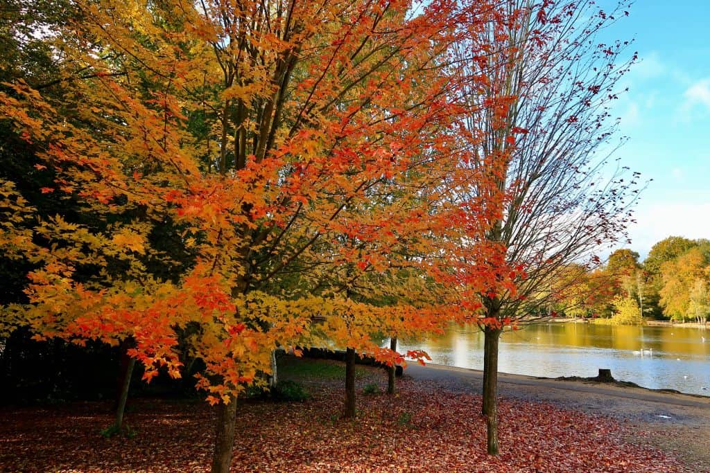 Trees with vibrant red and yellow leaves stand beside a calm lake, with fallen leaves scattered on the ground.