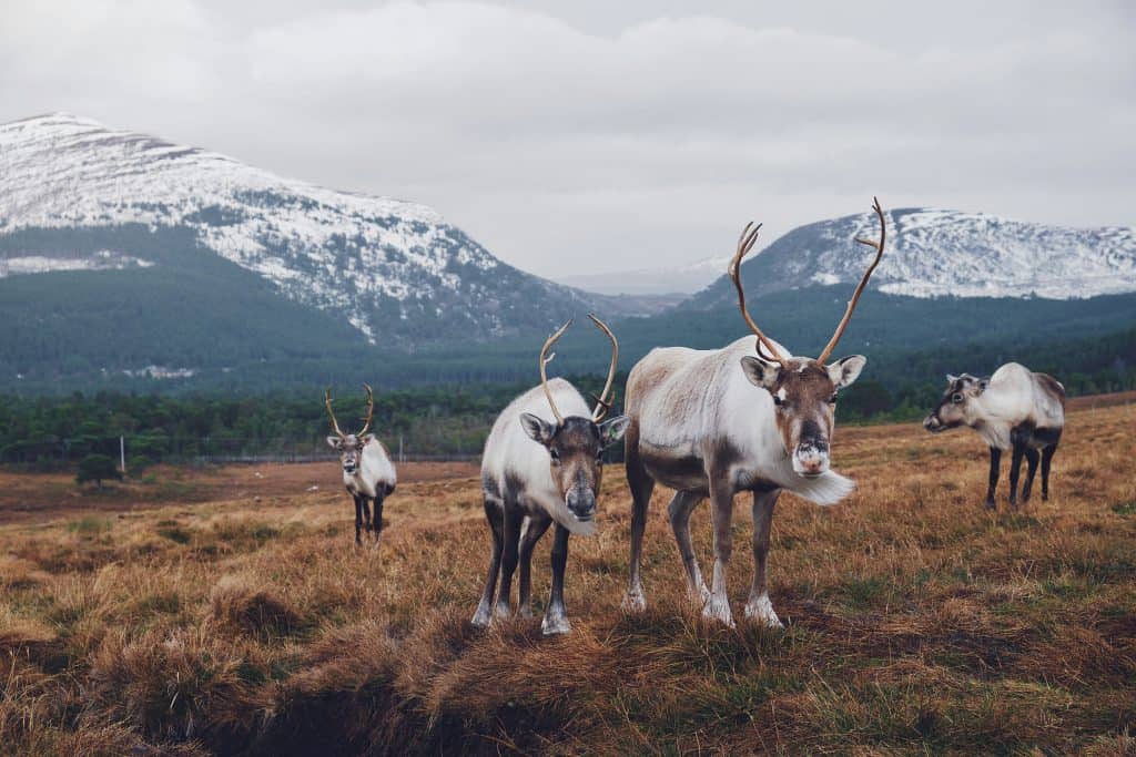 A group of reindeer stand on a grassy field with snow-capped mountains and forests in the background.