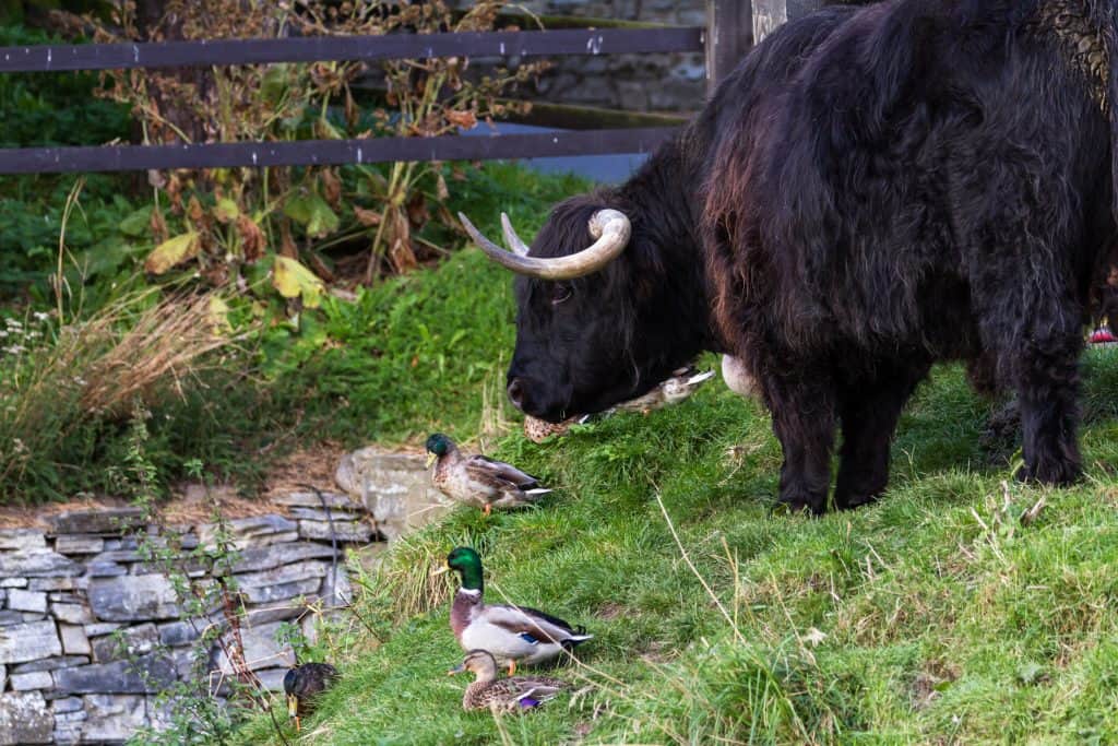 A Highland cow stands near a pond with ducks on a grassy bank.