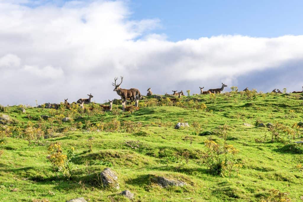A herd of deer grazes on a lush green hillside under a partly cloudy sky near Blair Atholl