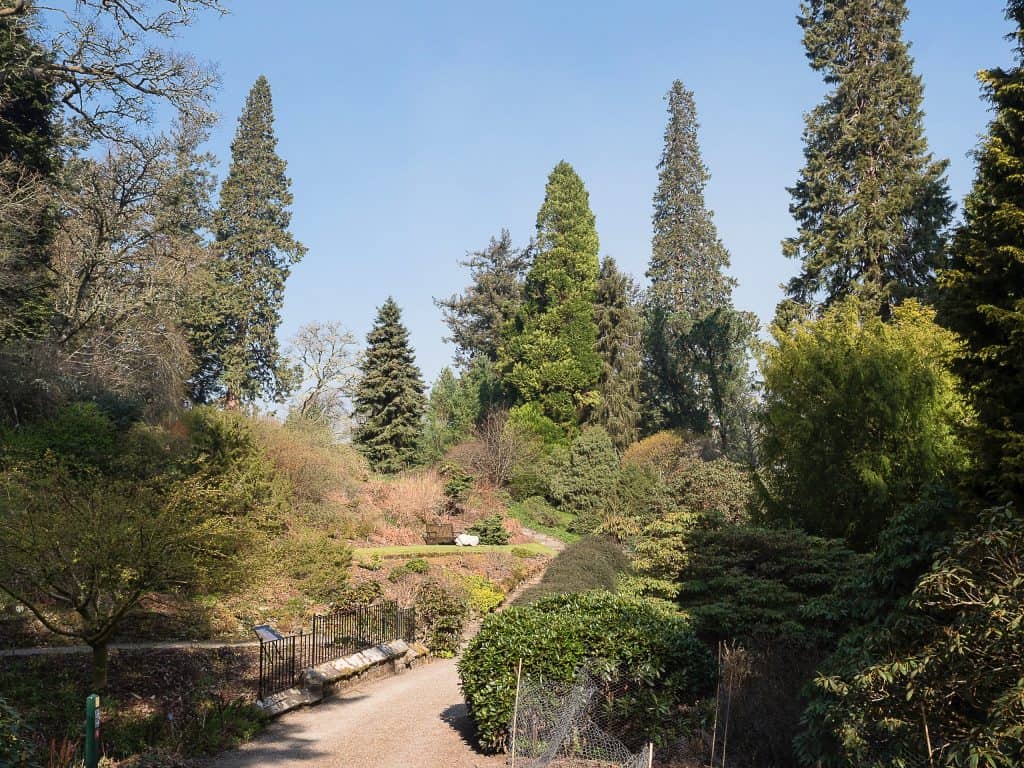 A winding path through a lush garden with diverse trees and shrubs under a clear blue sky.