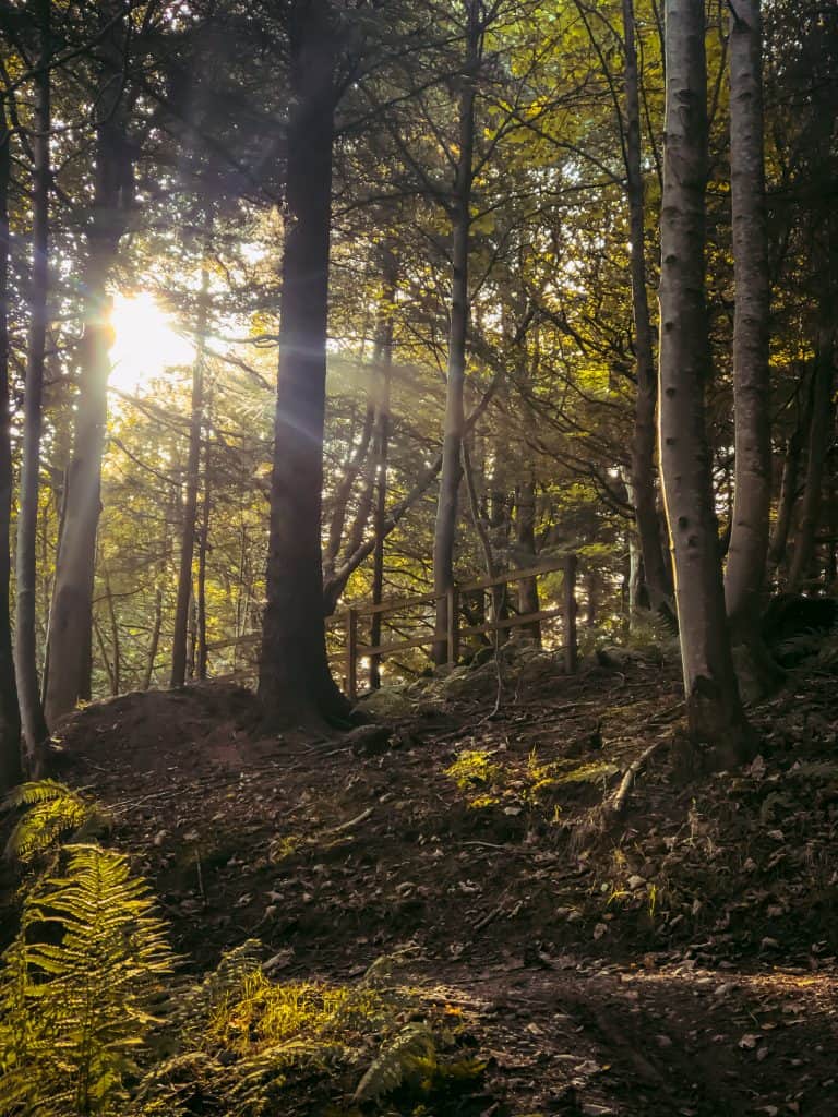 Sunlight streams through dense forest trees, illuminating a wooden fence and casting shadows on the leaf-covered ground.