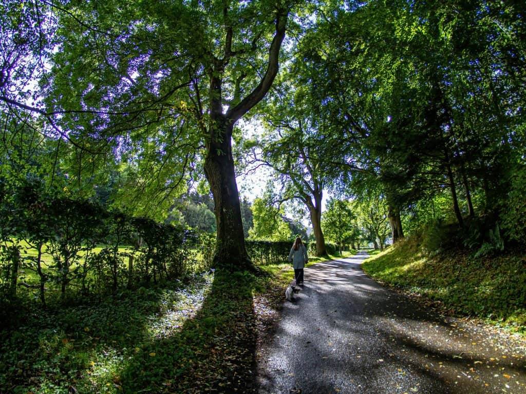 A person walks a dog along a tree-lined path on a sunny day.