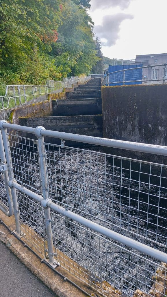 A concrete fish ladder with multiple steps and metal railings on both sides, surrounded by greenery and industrial structures in the background.