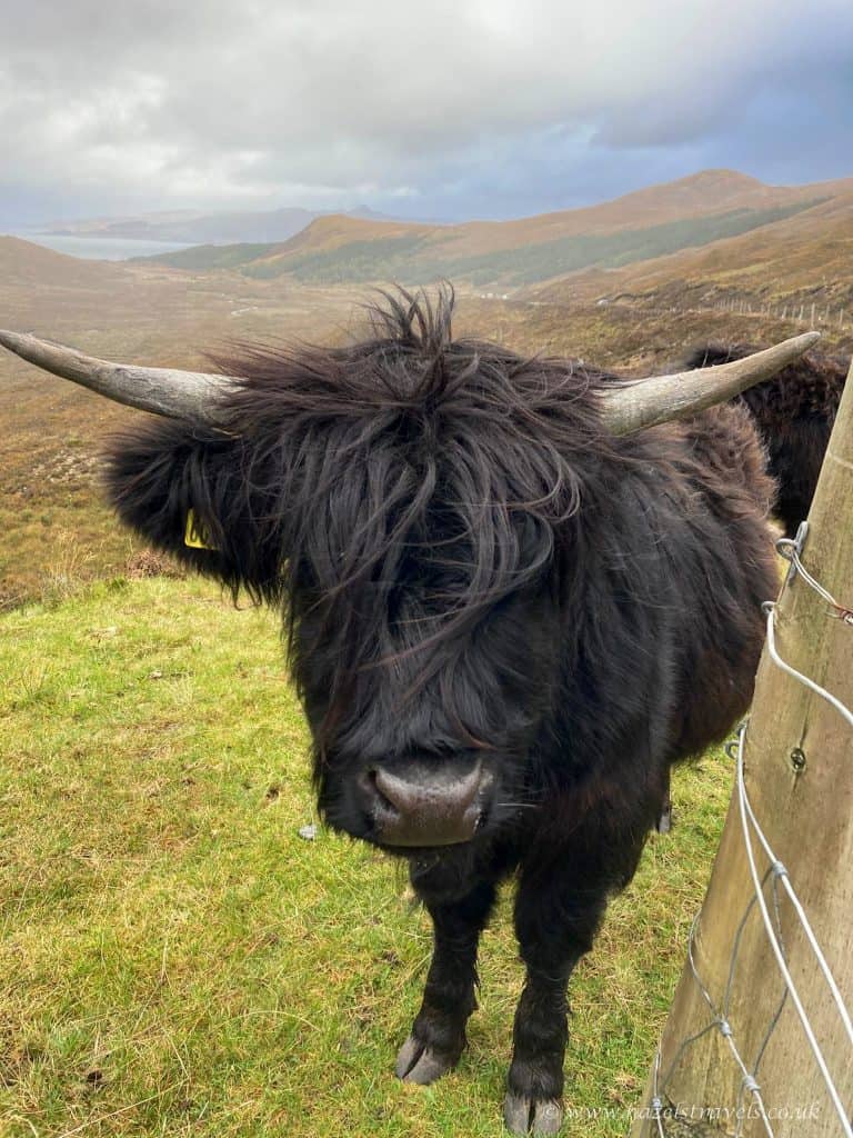 A black Highland cow with long hair and curved horns stands near a wooden post in a grassy, hilly landscape under a cloudy sky.