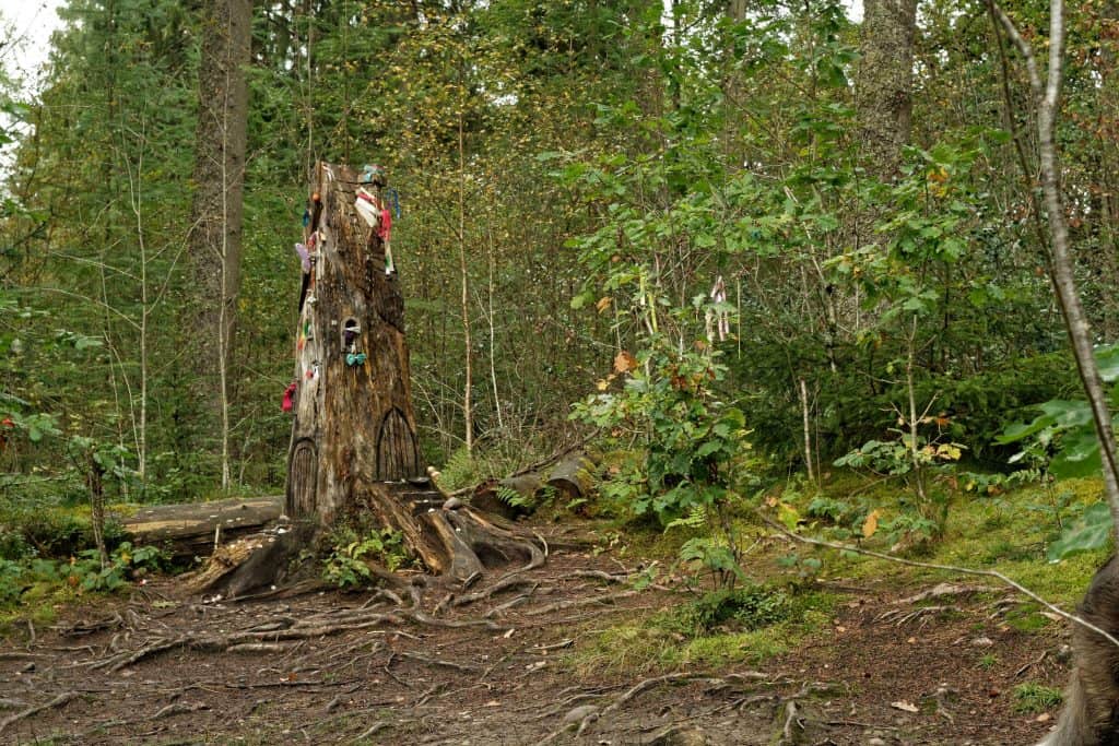 A tree stump in a forest is adorned with various small objects and toys. Surrounding it are dense green foliage and scattered undergrowth.
