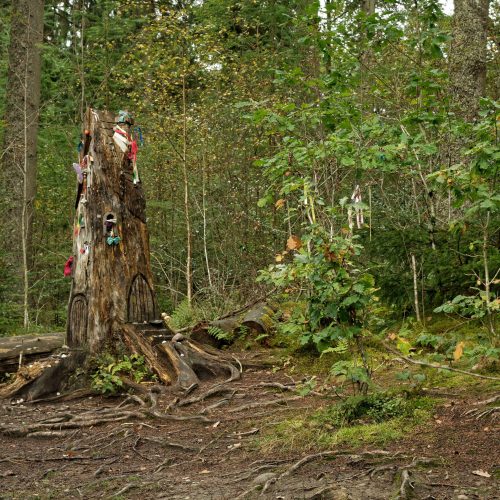 A tree stump in a forest is adorned with various small objects and toys. Surrounding it are dense green foliage and scattered undergrowth.