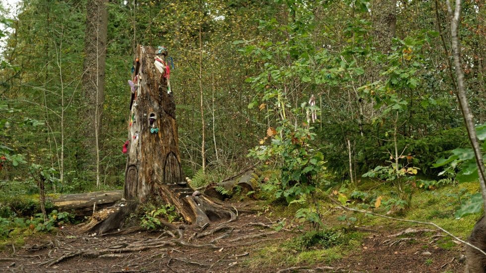 A tree stump in a forest is adorned with various small objects and toys. Surrounding it are dense green foliage and scattered undergrowth.