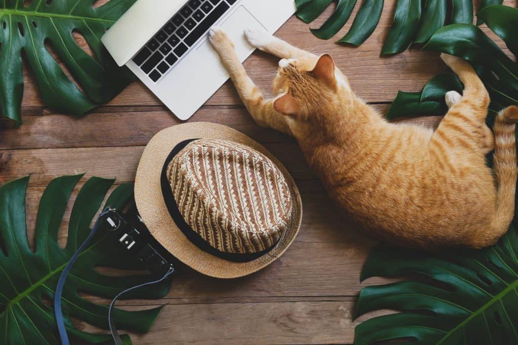 A ginger cat lies on wooden floor near a laptop. A straw hat and a camera are nearby, surrounded by large green leaves.