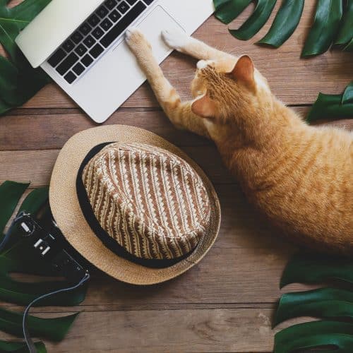 A ginger cat lies on wooden floor near a laptop. A straw hat and a camera are nearby, surrounded by large green leaves.