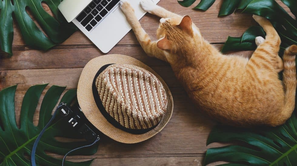 A ginger cat lies on wooden floor near a laptop. A straw hat and a camera are nearby, surrounded by large green leaves.