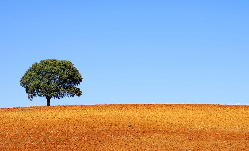 A solitary tree stands on a barren, reddish-brown landscape under a clear blue sky.