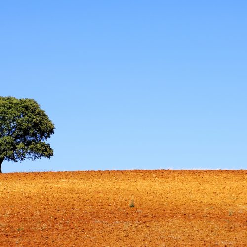 A solitary tree on a gently sloping reddish-brown field under a clear blue sky, showcasing natural landscape and outdoor scenery.