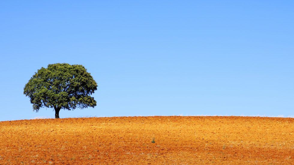 A solitary tree on a gently sloping reddish-brown field under a clear blue sky, showcasing natural landscape and outdoor scenery.