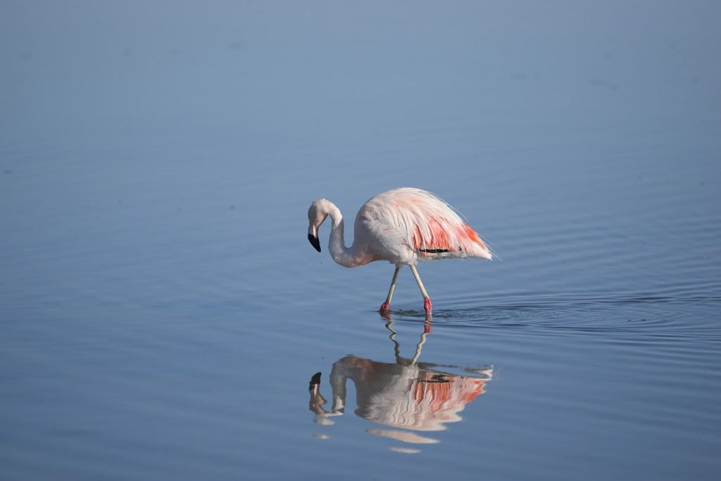 Flamingo standing in calm water with reflection, serene wildlife scene, bird watching, nature photography, exotic bird, natural habitat, bird conservation.