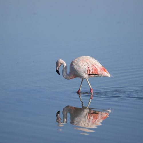 Flamingo standing in calm water with reflection, serene wildlife scene, bird watching, nature photography, exotic bird, natural habitat, bird conservation.