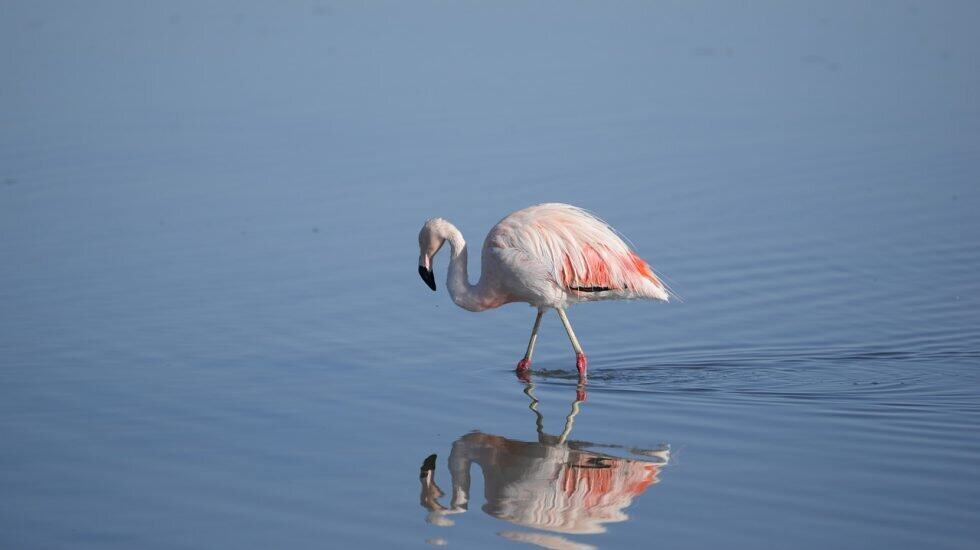 Flamingo standing in calm water with reflection, serene wildlife scene, bird watching, nature photography, exotic bird, natural habitat, bird conservation.