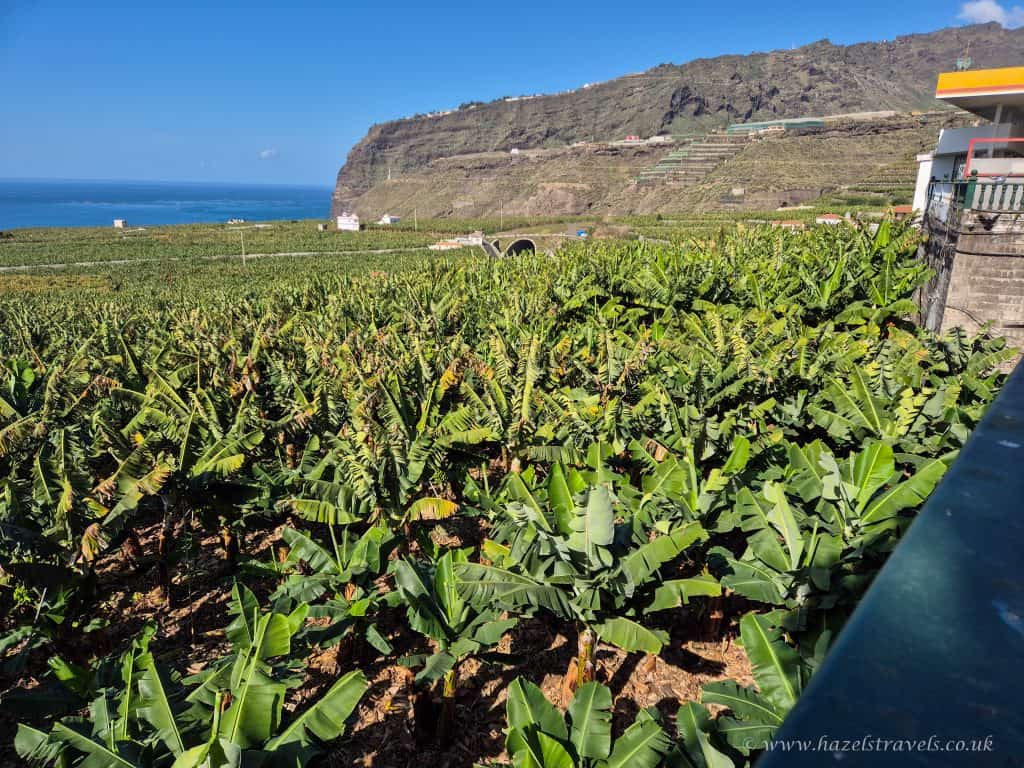 Vineyard on the island of Tenerife with lush green grapevines, overlooking the Atlantic Ocean and scenic mountainous landscape in the background.