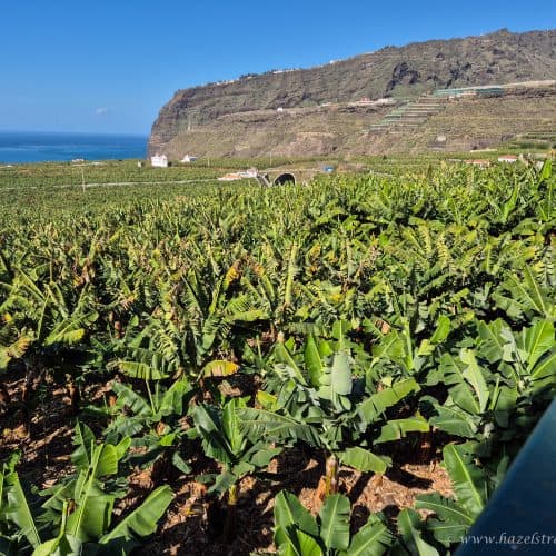 Vineyard on the island of Tenerife with lush green grapevines, overlooking the Atlantic Ocean and scenic mountainous landscape in the background.