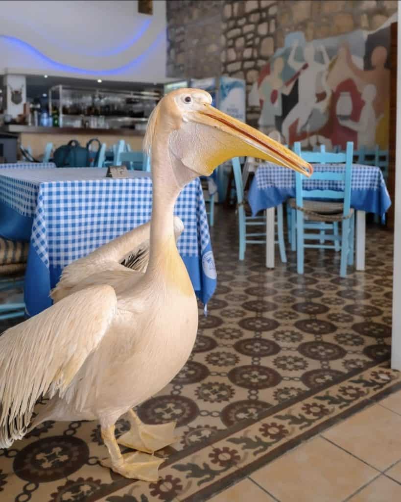 Pelican inside a seaside restaurant with blue checkered tablecloths and colourful murals, showcasing a unique dining atmosphere in a travel-themed location.