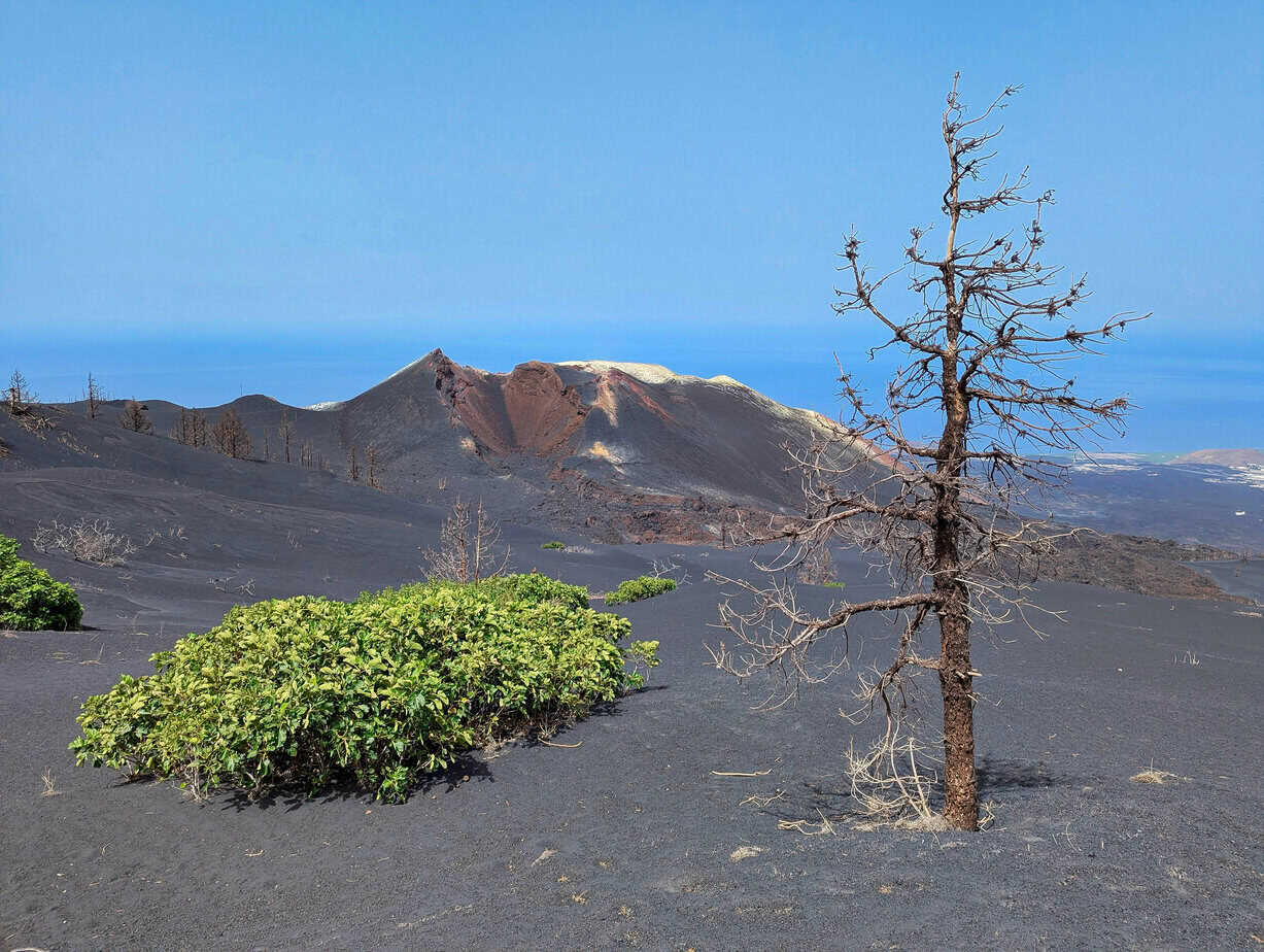 View of the Tajogaite volcano cone in La Palma, in the winter with a bare tree in the foreground and a blue sky