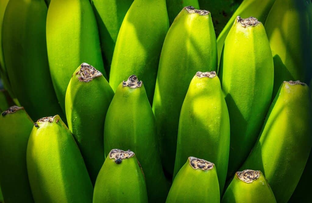 Close-up of green Canarian bananas growing in a bunch on the tree.