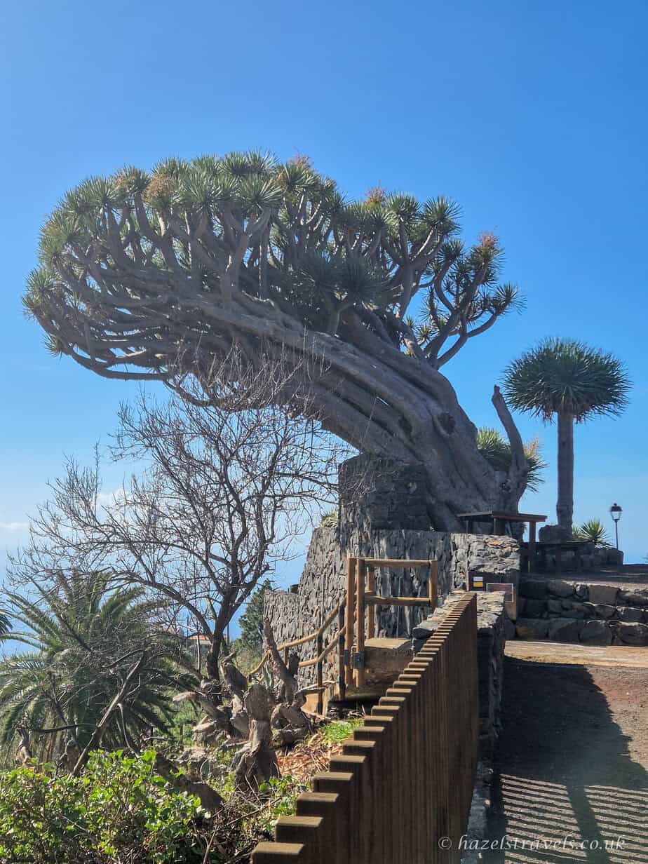 Dragon tree close-up in La Palma, showing its twisting branches and green canopy.