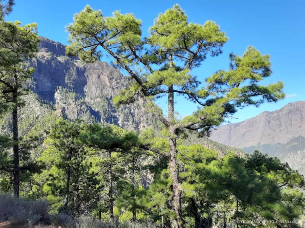 Canarian pine trees in Caldera de Taburiente National Park under clear blue skies in La Palma